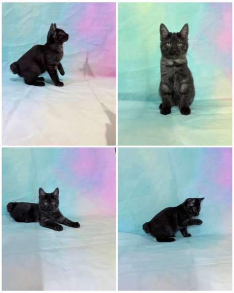 Курильски бобтейл котята в Москве