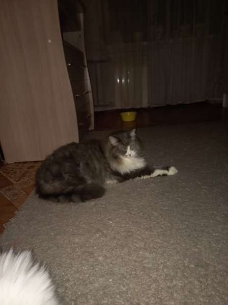 Кот сибиряк,4 года в Новосибирске фото 30