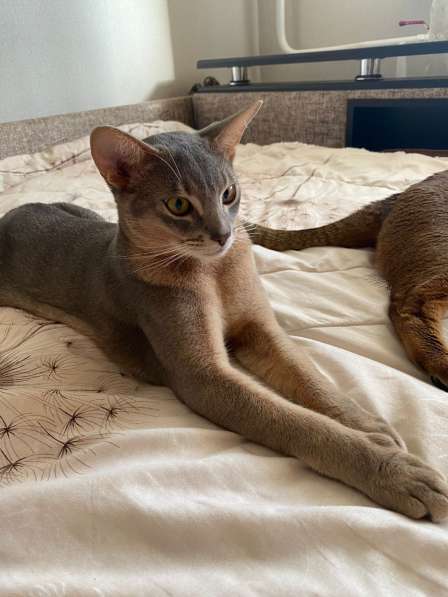 Абиссинский кот титулованный (в любимцы) в Москве