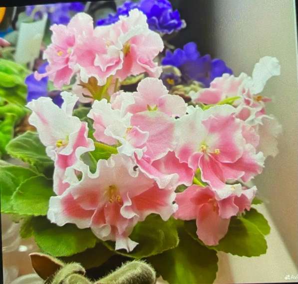 Сортовые фиалки в Майкопе фото 12