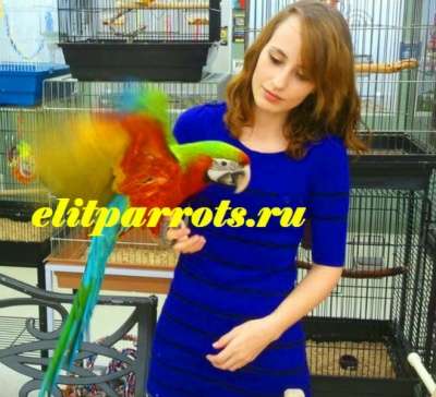 Гибрид попугаев ара Арлекин - птенцы в Москве