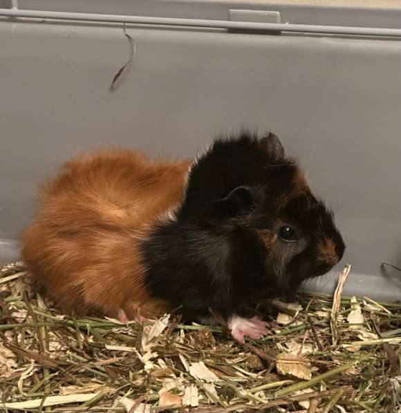 Перуанские морские свинки в Истре