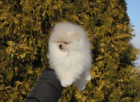 Щенок померанский шпиц мальчик с родословной (доставка)