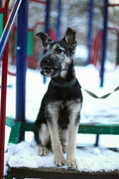 Отдам даром Малыш Перчик в поисках дома в Санкт-Петербурге фото 6