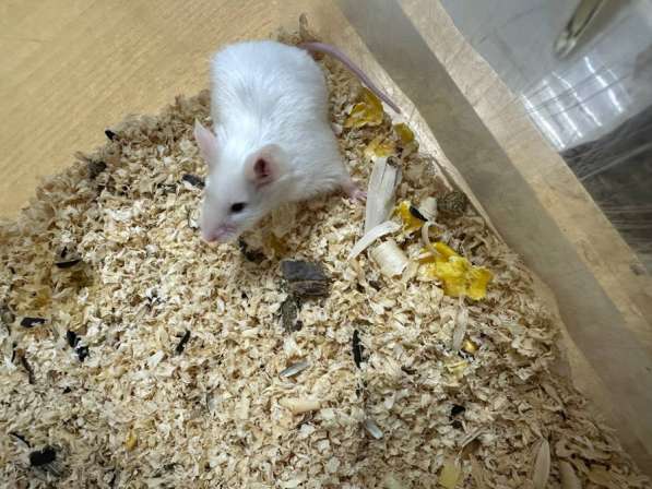 Мышки в Владивостоке фото 4