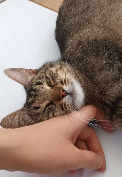 Кошка в хорошие руки