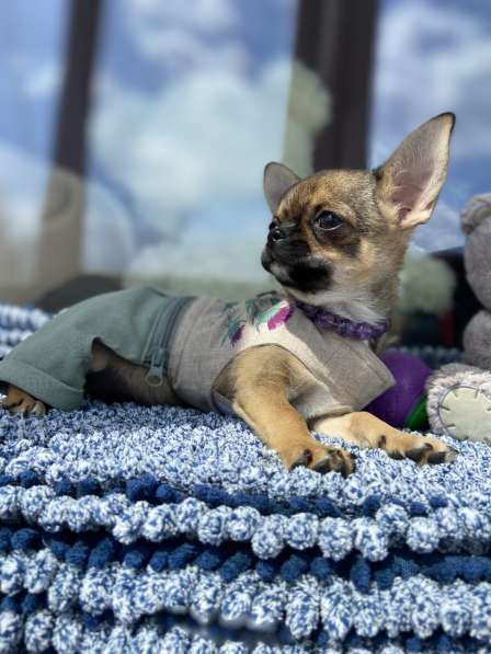 Мини малышка тип кобби в фото 5