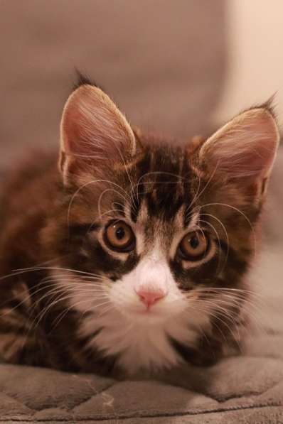 Продам котенка Мейн-куна в Кемерове