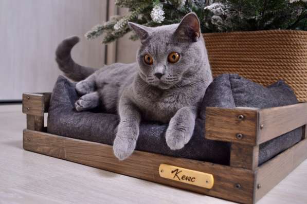 Именная лежанка для кошек и собак мелких пород 55х40 см в Москве фото 3