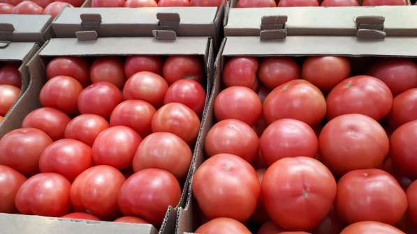 Продаем помидоры оптом в краснодарском крае