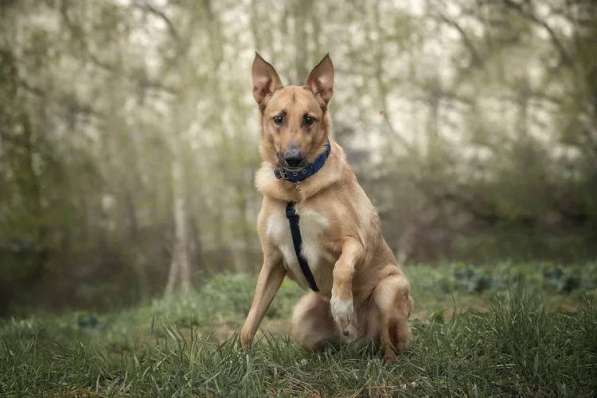 Лавр ищет дом в Москве фото 45