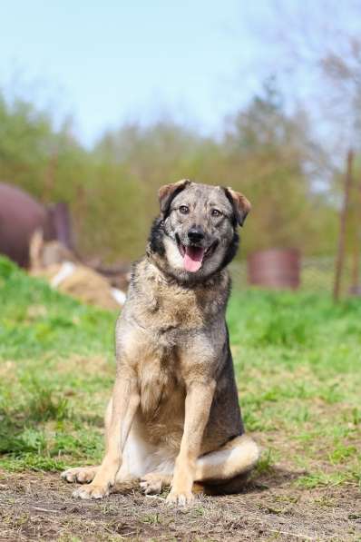 Улыбчивая собачка с рыжими ушками-огоньками в Санкт-Петербурге фото 20