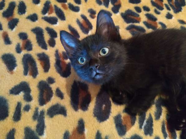 Котенок черный (метис Бомбейской кошки)