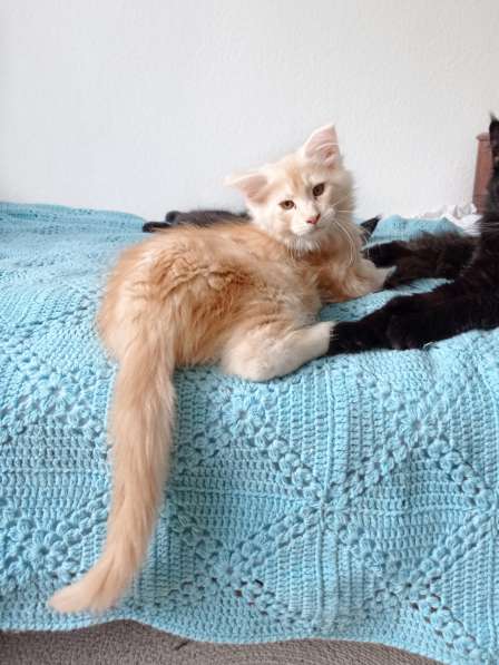 Meincoon мейн кун котята в фото 14