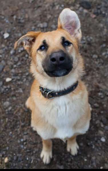 Супер солнышко собака в дар