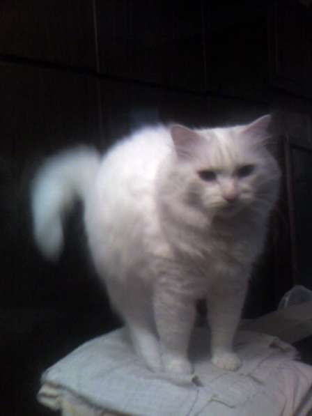 Продается котенок Ангора в Ступино фото 3
