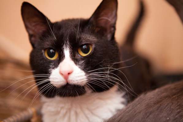 Задумчивый Адам ищет надежный дом