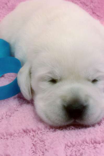 Очень красивые щенки лабрадорар в Иркутске фото 17