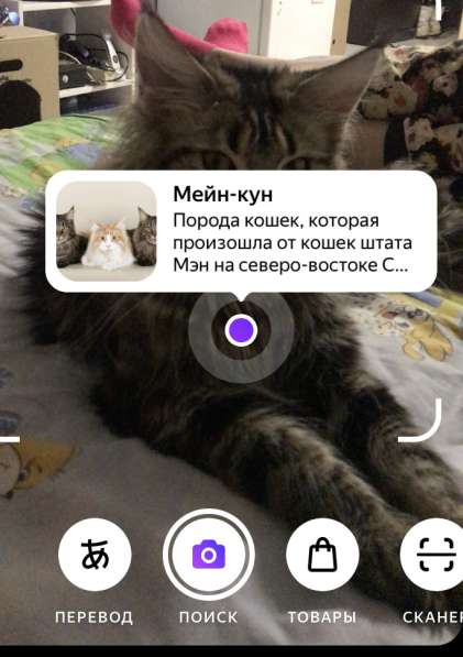 Котята Мейн-Кун в Ижевске фото 3