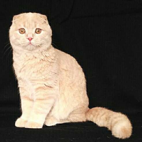 Шотландский кремовый котик