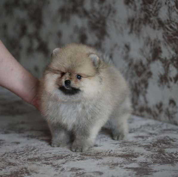 Щенки померанского шпица в Ярославле фото 11