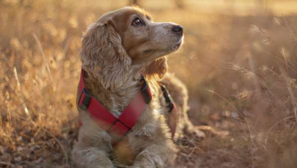 Дрессировка собак всех пород в Зеленограде фото 4