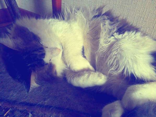 Отдам котика в добрые руки!!!!))))) в Москве фото 3