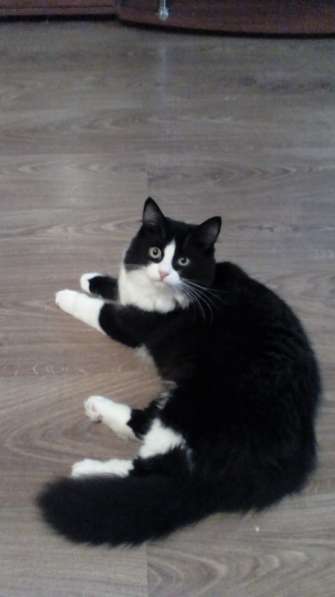 Кошка Лоли - в добрые ответственные руки в Москве фото 7