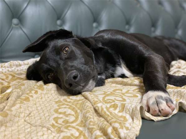 Бэтмен 4 месяца потрясающий парень! в Москве фото 5