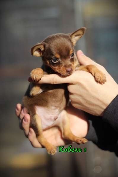 Щенки Русский Той в Иркутске фото 30
