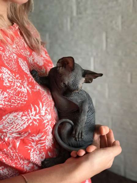 Котёнок Канадского Сфинка в Москве фото 9