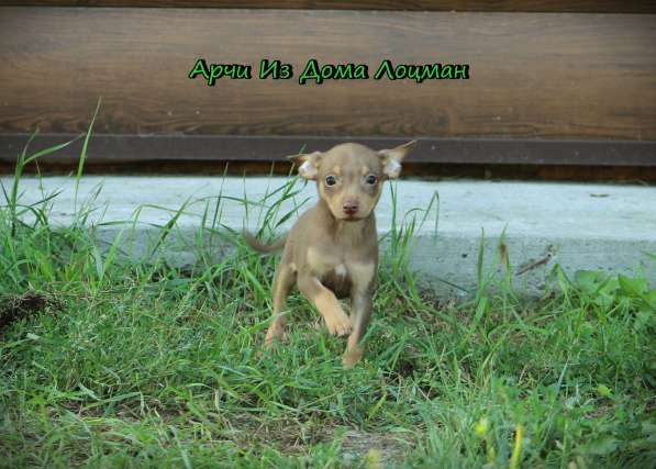 Щенки Русского той -терьера в Новосибирске фото 41