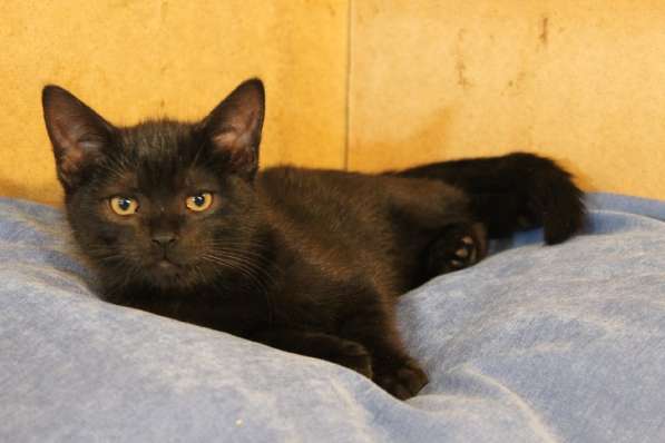 Грациозные угольно-черные котята в Санкт-Петербурге фото 28
