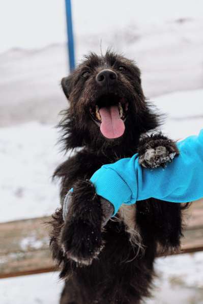 Самый дружелюбный пес на свете (метис ризеншнауцера) Барон в Москве фото 8