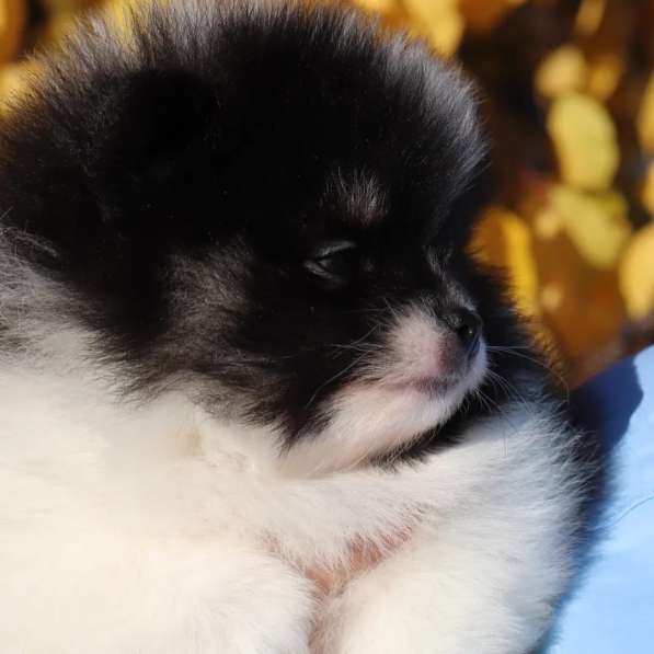 Черно-белый щенок Померанского шпица 1,5 месяца в фото 4