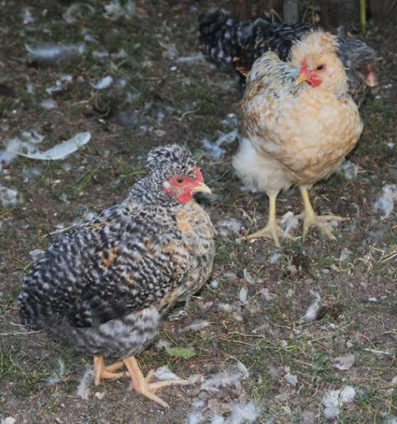 Цыплята хохлатые в Таганроге фото 8