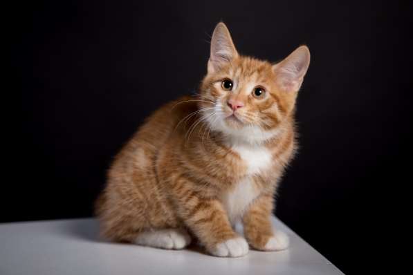 Курбобы- котята от Чемпиона Мира в Уфе фото 18