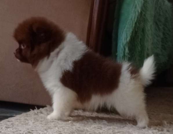 Померанский шпиц. Chocolate - white в фото 3