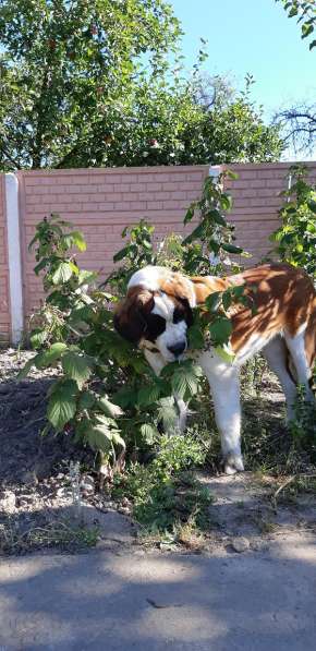 Щенки сенбернара в фото 37