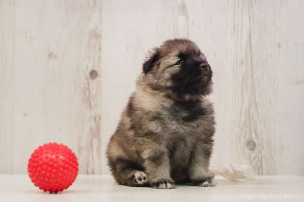 Щенки вольфшпица/кеесхонда в фото 10