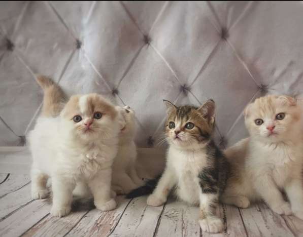 Шотландские котятки