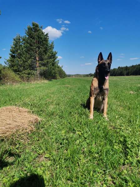 Бельгийская овчарка Кобель в Архангельске фото 3