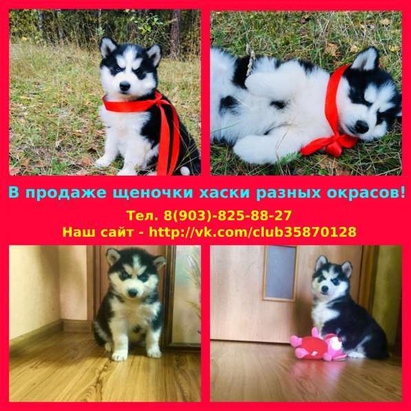 Хаски черно-белые и серо-белые щеночки