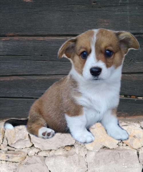 Девочки вельш корги кардиган в фото 13