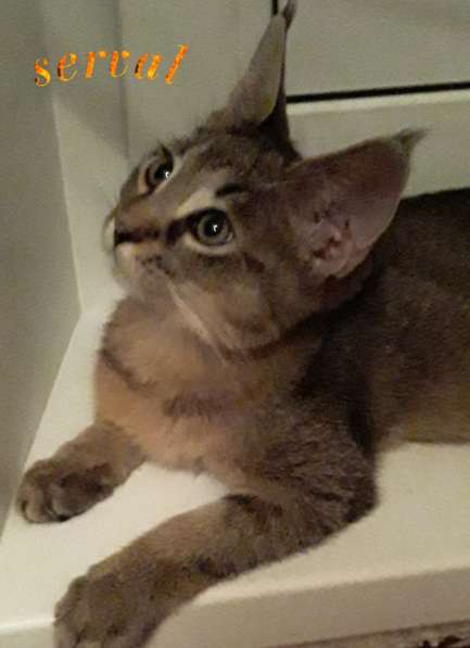 Чаузи в Москве фото 4