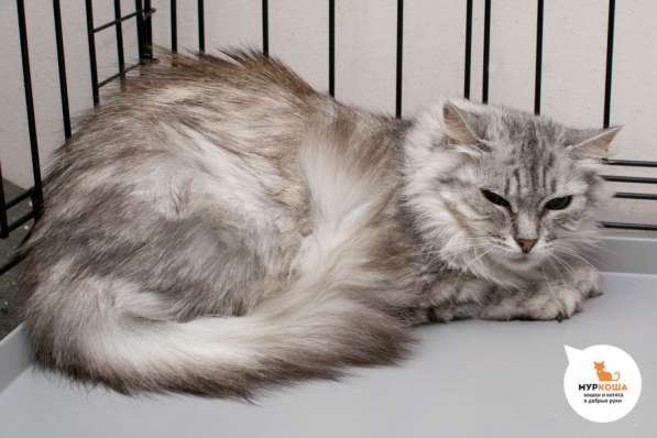 Кошечка Меган ищет дом