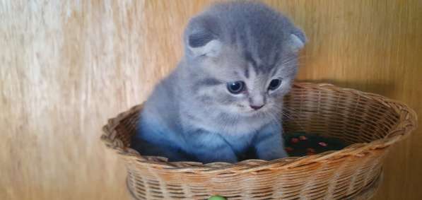 BKH Kitten Verkäufer в фото 13