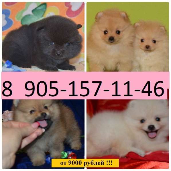 Очаровательные щеночки шпица в Шуе