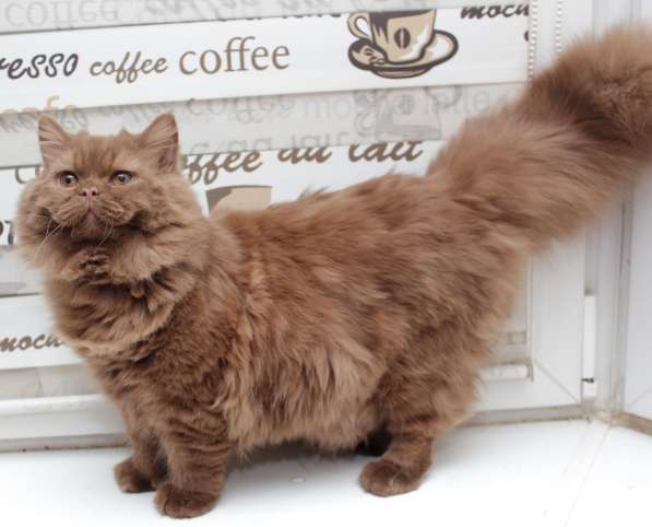 Британский подрощенный котик окраса циннамон