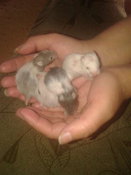 Продаются хомяки в фото 13